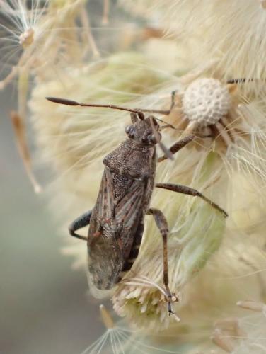 Réf. 246 216 : Stictopleurus punctatonervosus